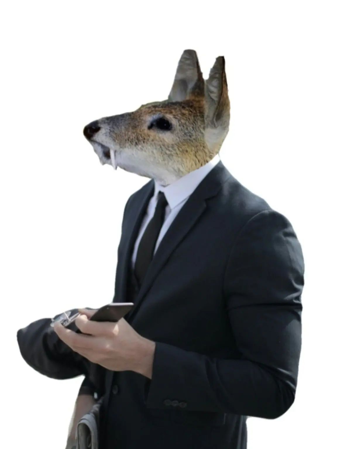 waterdeer80의 고라니