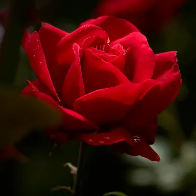 Profile image of 阿形