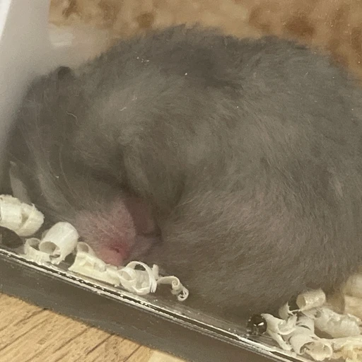밤이