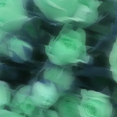 Profile image of 樹音