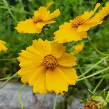 Profile image of 로베