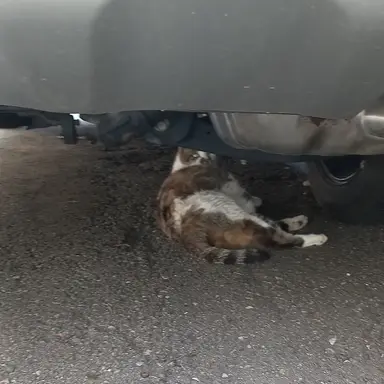 Profile image of 권지용