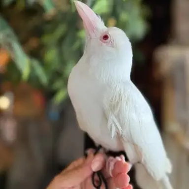 Profile image of アル