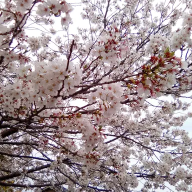 Profile image of 陸