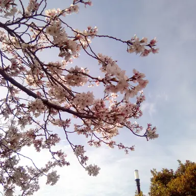 Profile image of 空