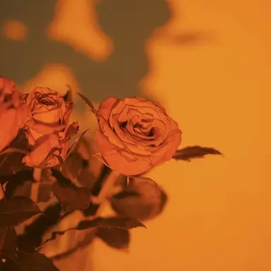 Profile image of 박덕개