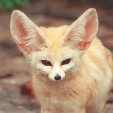 Profile image of 여우