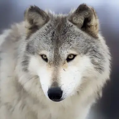 Profile image of 늑대