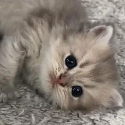 MusclyWater9766의 버려진 고양이