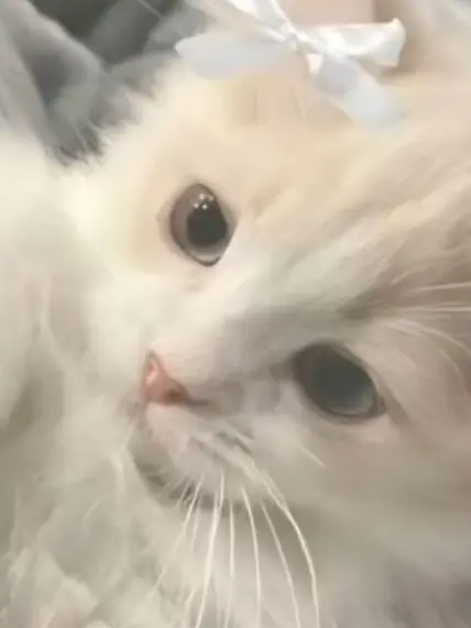 SassyPants0448의 초세여 (감기가 깃든...)