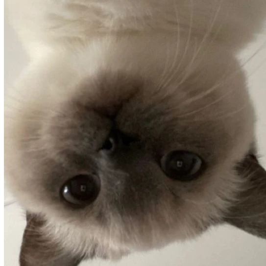 오뉴