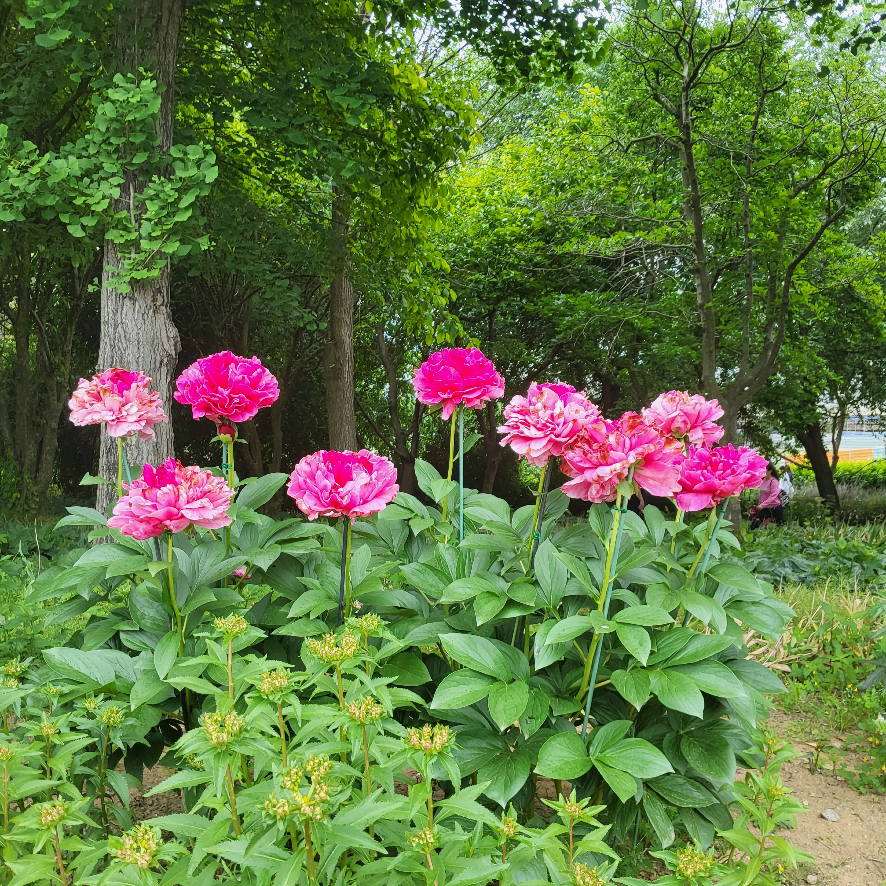 닌