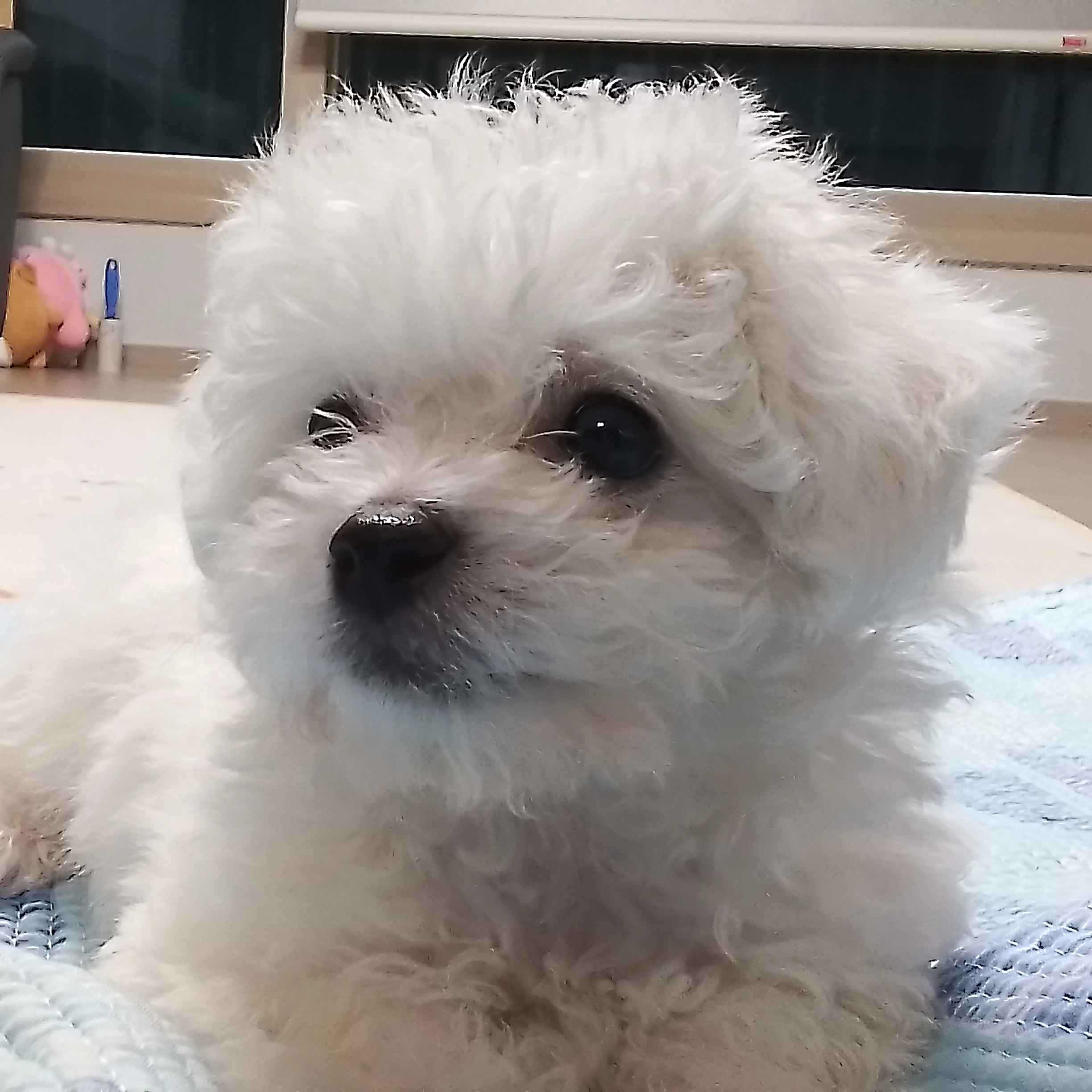 아리