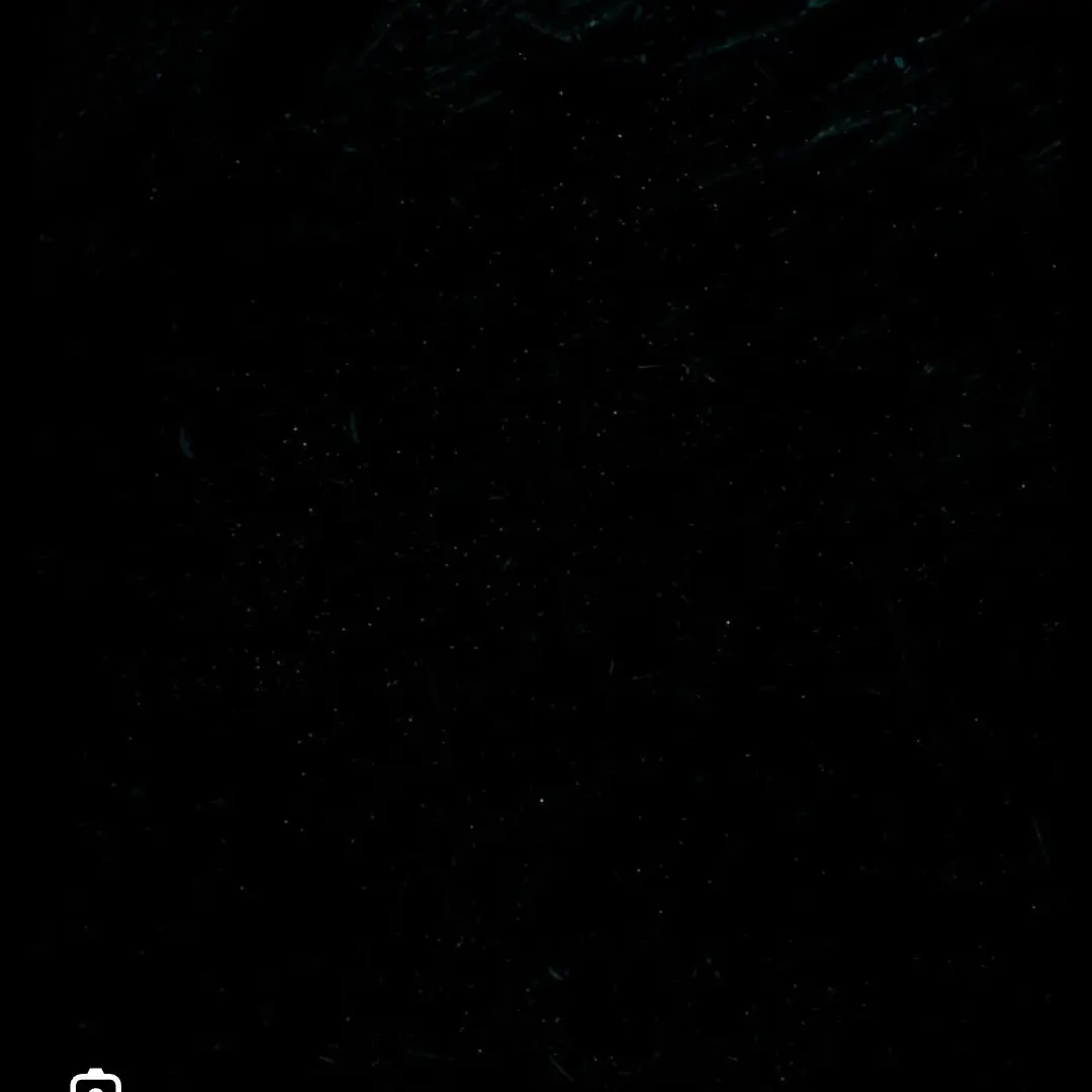 le-oindeyo의 친구들과 노새요!