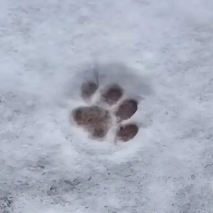 JUJUJIA1123의 고고프렌즈랑 여행가긴데. x늑대포함