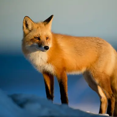 Profile image of 여우