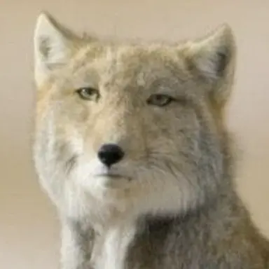 Profile image of 김여우