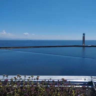 Profile image of 楓