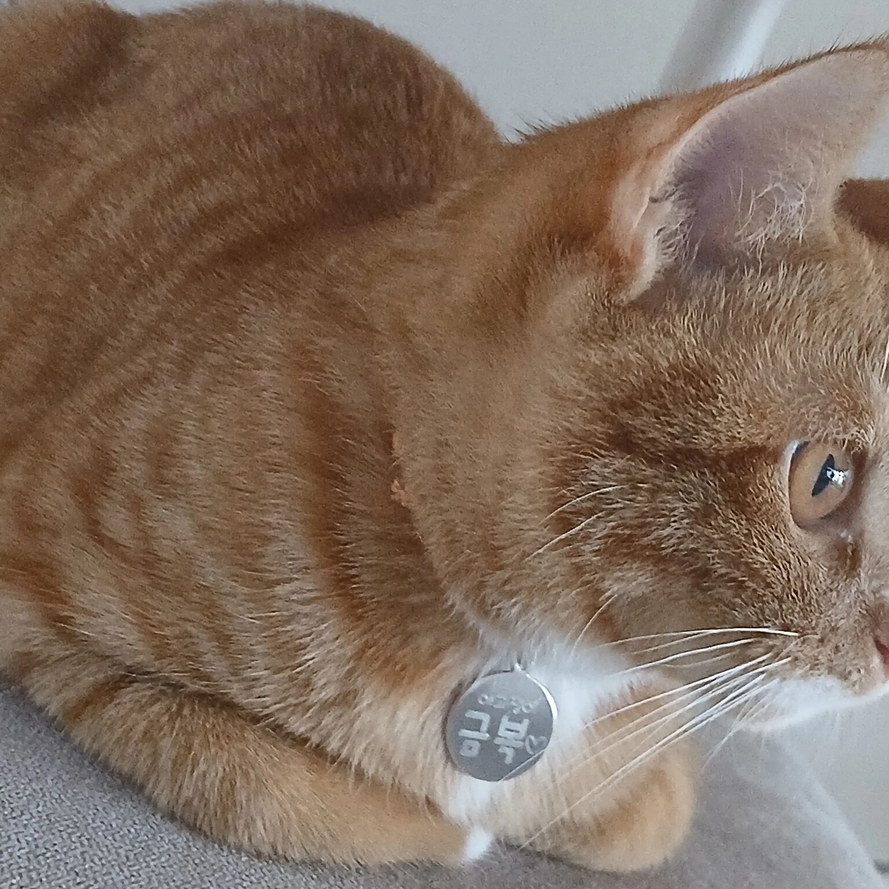 GiddyDial1843의 여우가 시비 거는데 아픈 유저