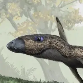 Profile image of 부모 디모르포돈