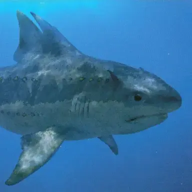 Profile image of 히보두스