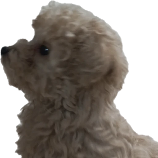 일찐 이뽀리