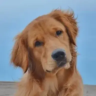 Profile image of Biscuit