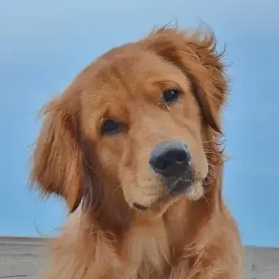 PoorSage3637의 Golden retriever