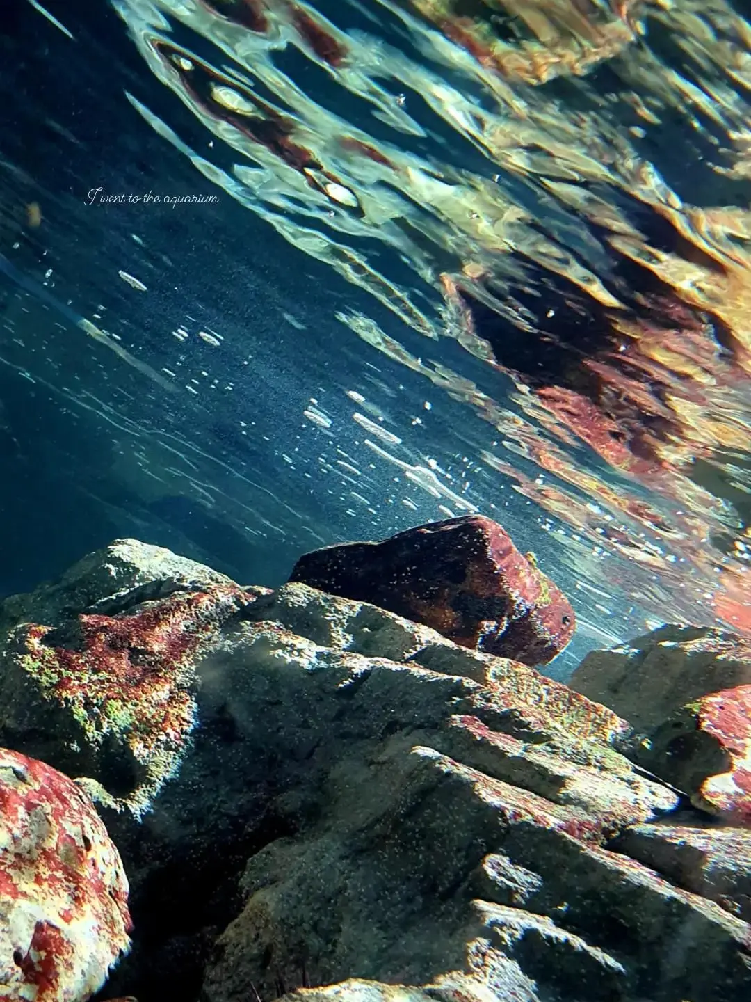 DeepPlug4143의 絶世美人.