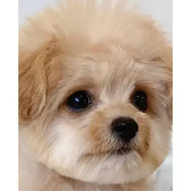 Profile image of 금비