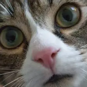 Profile image of 송하영