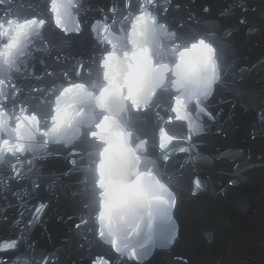 Profile image of 손다영