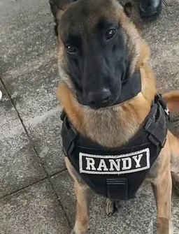 Profile image of Randy