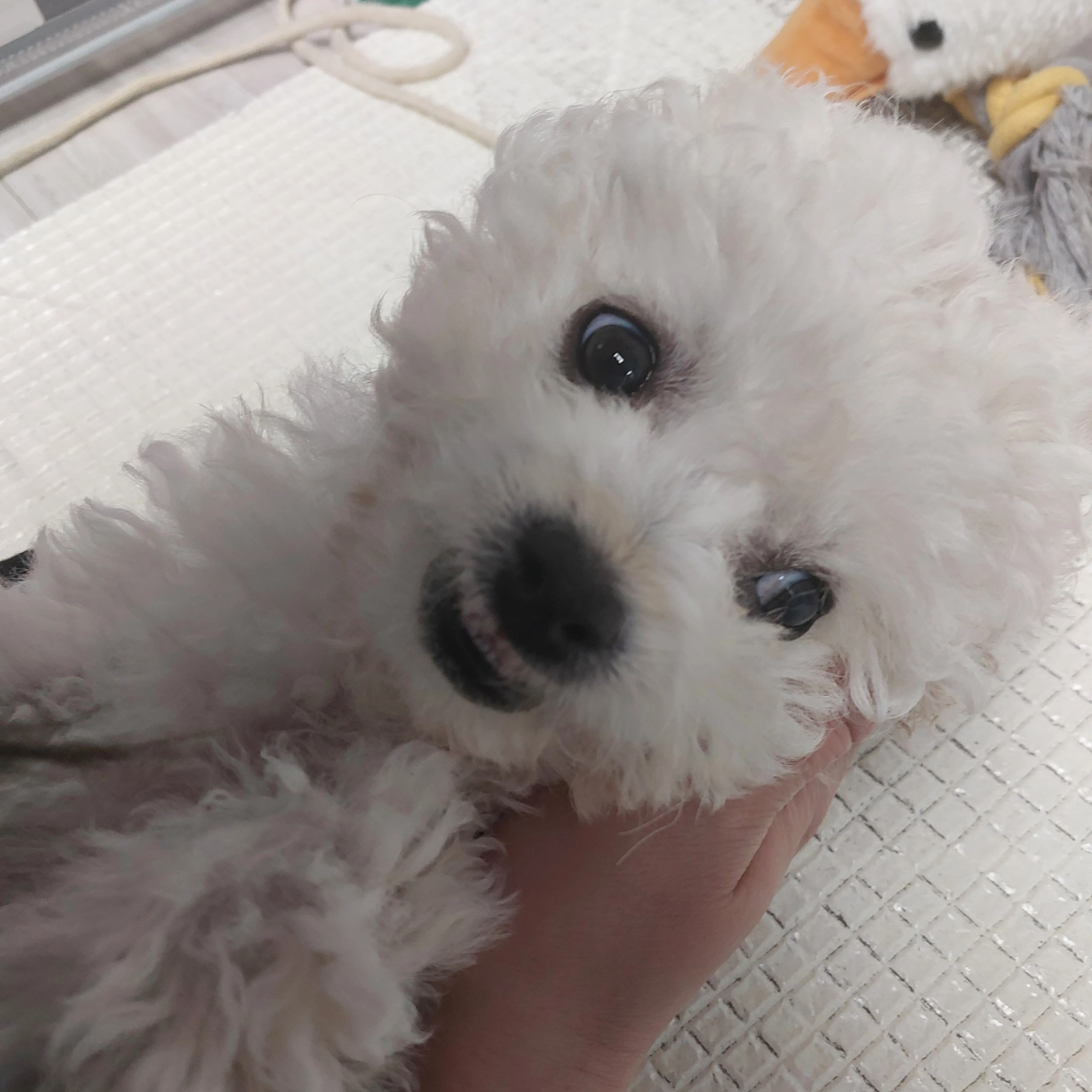 갱얼쥐