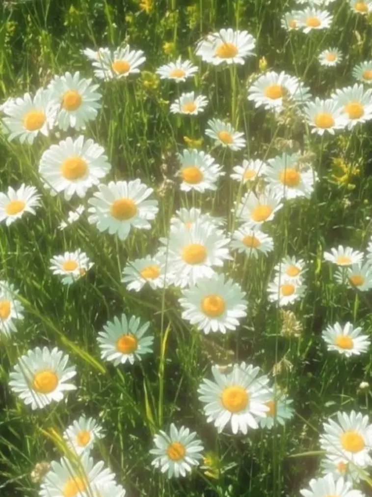 Sun14의 恐竜を拾う