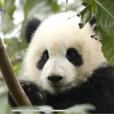 Profile image of 고고프렌즈