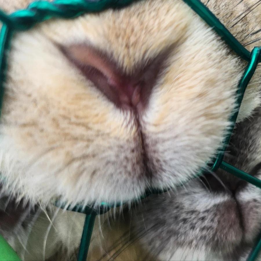 모양몬 모찌엘 평학