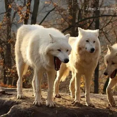 Profile image of 늑대