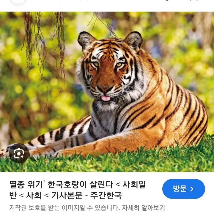 RaggedMap9230의 호전적인 어미 호랑이 서아