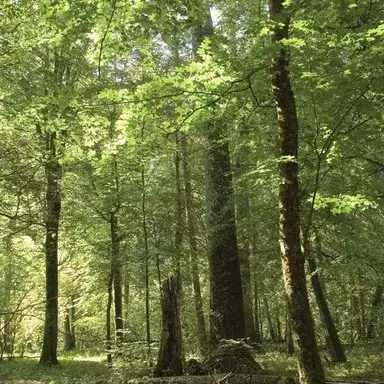 Profile image of Forest