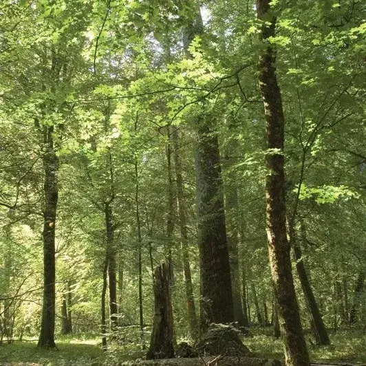 EarthyHair7131의 Forest