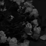 Profile image of ㅤㅤ