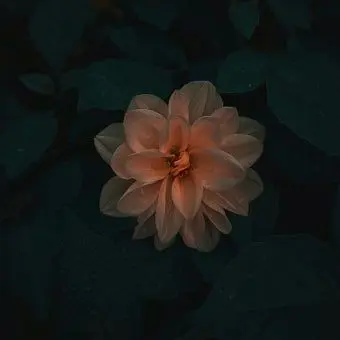 Profile image of 니노 선데이