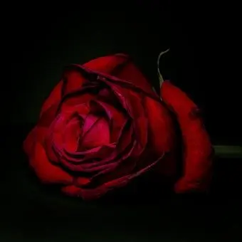 Profile image of 코요 템페스트