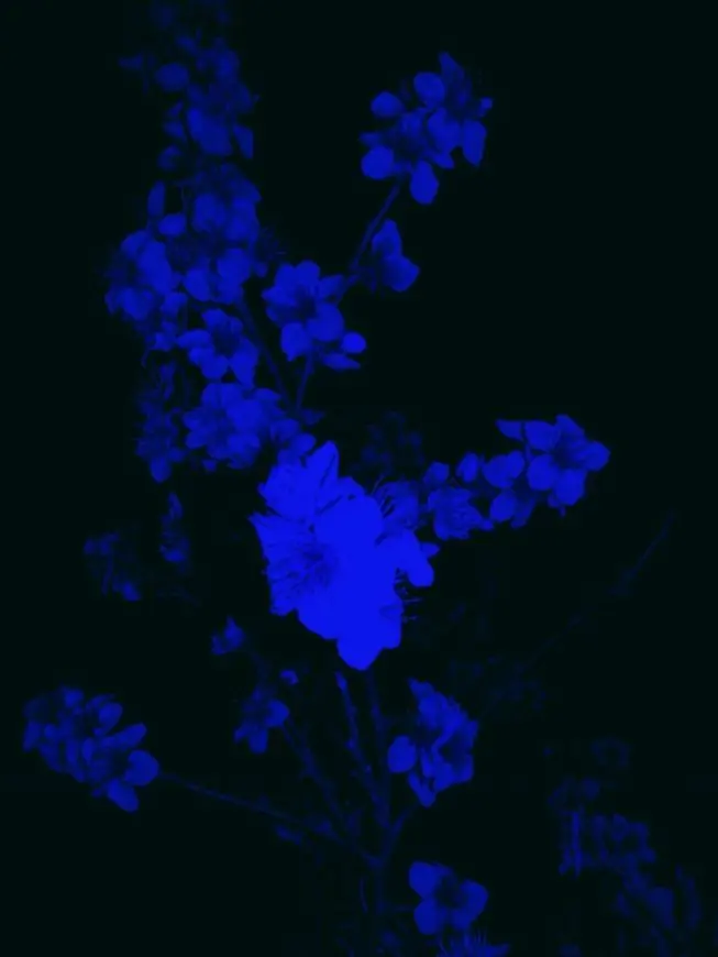 blueliner의 錯亂之戀