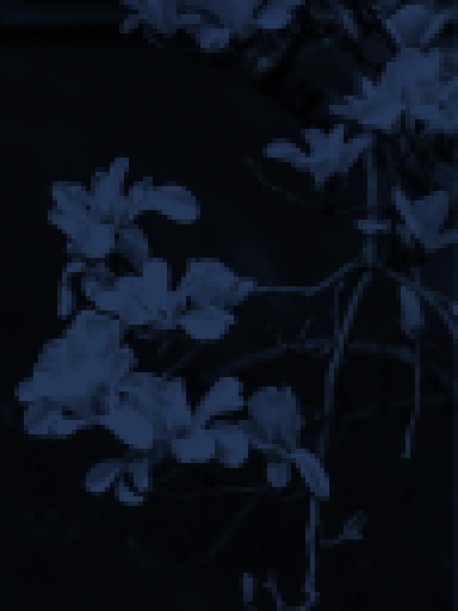 Blumer의 錯亂之戀