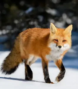 Profile image of 늑대와여우