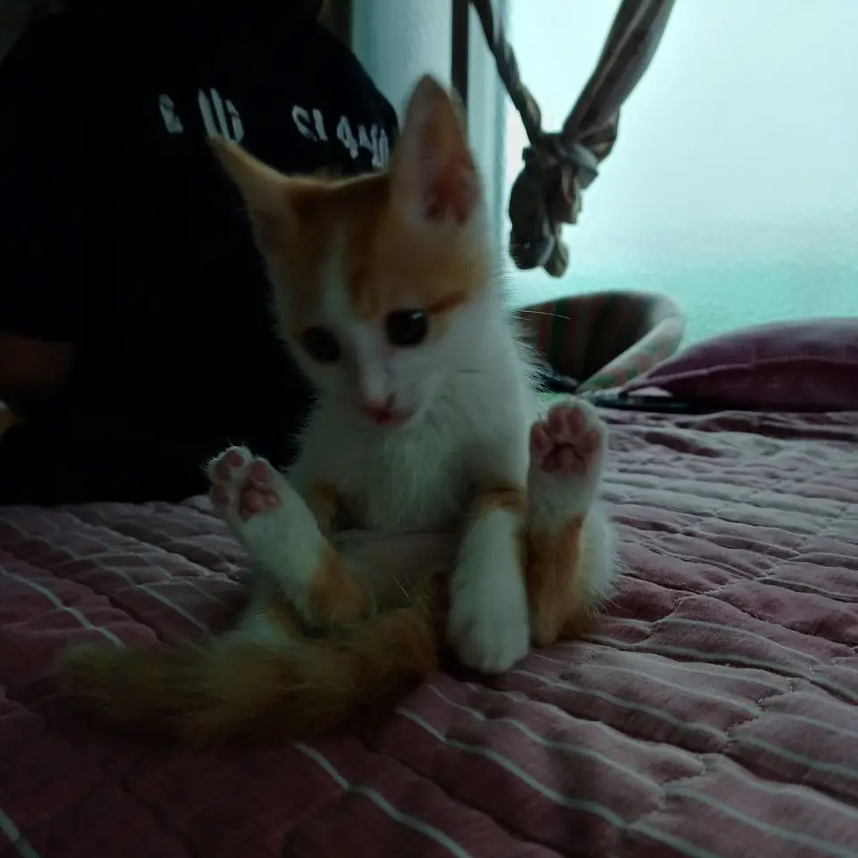 PoliteGate2272의 yt크루