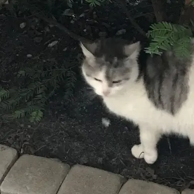 Profile image of 카론 시아논