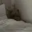 테디